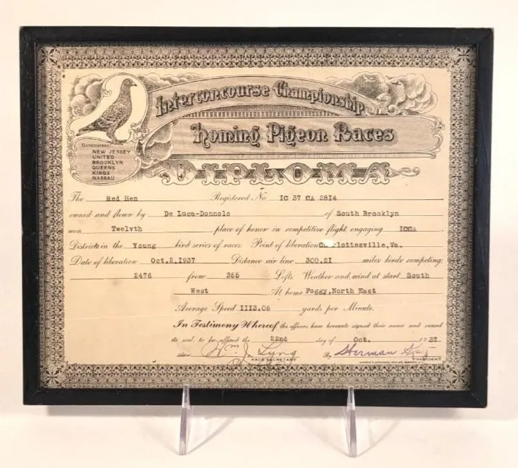 1937 Interconcourse Championship HOMING PIGEON RACES Diploma, Framed