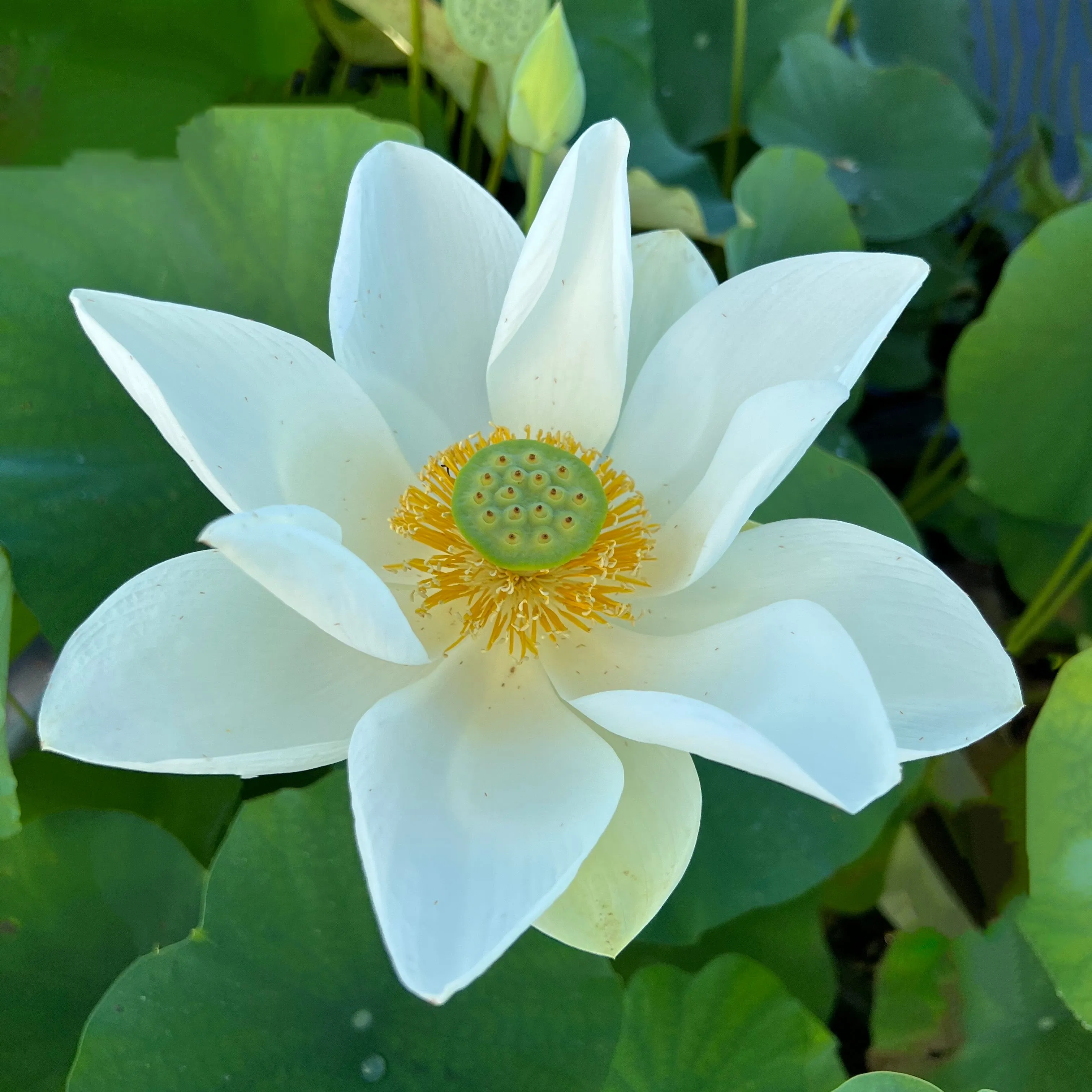 Princess Kennedy Lotus <br> Regal, white classic!